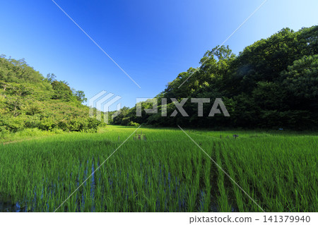 夏天藍天和米領域 夏天藍天和米領域 141379940
