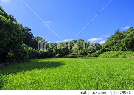 Summer blue sky and rice fields Summer blue sky and rice fields 141379956
