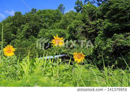 Summer blue sky and rice fields Summer blue sky and rice fields 141379958