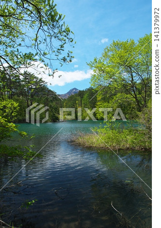 Fresh green Bishamon Swamp Fresh green Bishamon Swamp 141379972