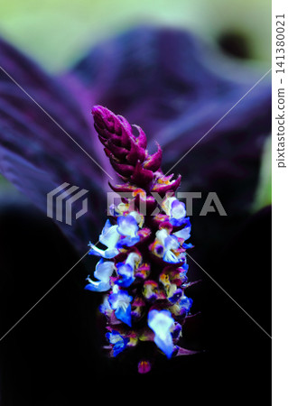 一盞夢幻般的紫藍色吊燈 一盞夢幻般的紫藍色吊燈 141380021