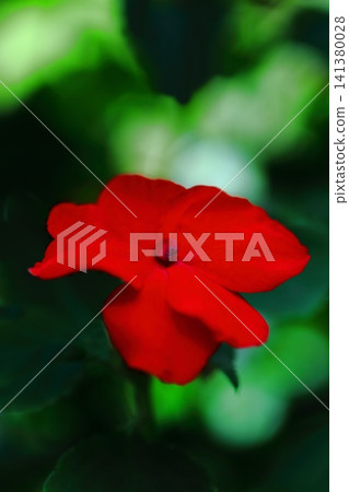 Red impatiens flower Red impatiens flower 141380028