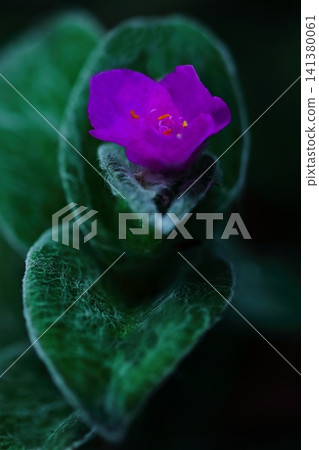 紫露草(Tradescantia sillamontana)的粉紅色花瓣 紫露草(Tradescantia sillamontana)的粉紅色花瓣 141380061