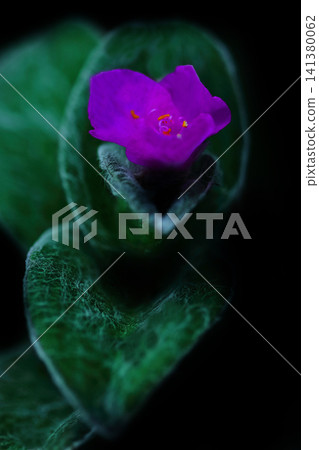 紫露草花朵的微距攝影 紫露草花朵的微距攝影 141380062