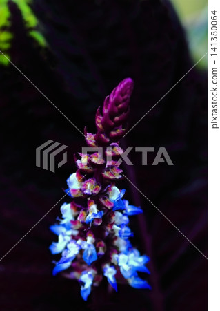 A blue chandelier stands out against a black background. A blue chandelier stands out against a black background. 141380064