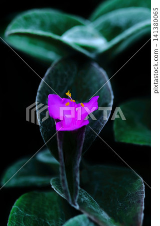 紫露草花朵的微距攝影 141380065