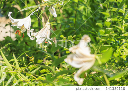Summer blue sky and rice fields (mountain lily) Summer blue sky and rice fields (mountain lily) 141380118