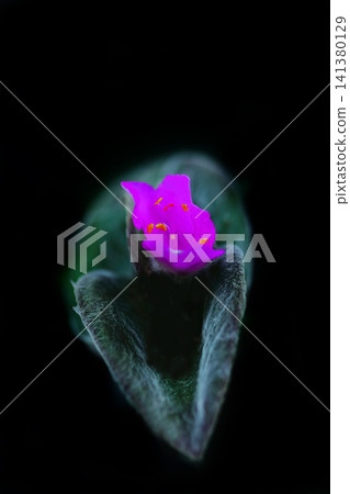 神奇的 Tradiscantia sillamontana 神奇的 Tradiscantia sillamontana 141380129