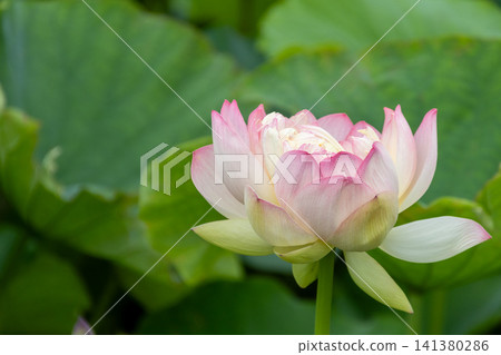 Beautiful pale pink and white lotus flowers blooming on the water's surface. Beautiful pale pink and white lotus flowers blooming on the water's surface. 141380286