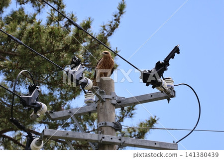 Black kite perching on a telephone pole Black kite perching on a telephone pole 141380439