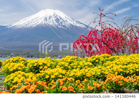 A spring scene of flower fields blooming on the shores of Lake Yamanaka and Mount Fuji. A spring scene of flower fields blooming on the shores of Lake Yamanaka and Mount Fuji. 141380446