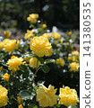 Yellow roses blooming in Satomi Park (Ichikawa City, Chiba Prefecture) 141380535