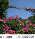 Rose arch and pink roses at Satomi Park 141380536