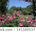 Rose arch and blooming pink roses at Satomi Park 141380537