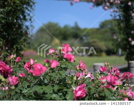 Rose arch and blooming pink roses at Satomi Park 141380537
