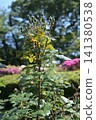 Rosebuds waiting to bloom (Satomi Park) 141380538