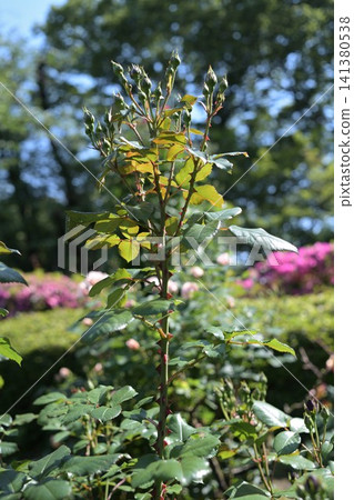 Rosebuds waiting to bloom (Satomi Park) Rosebuds waiting to bloom (Satomi Park) 141380538