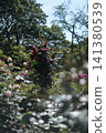 Red roses blooming in Satomi Park 141380539