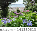 Hydrangea blooming on the hill 141380613