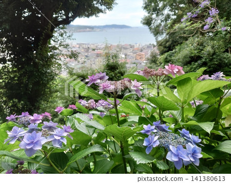 Hydrangea blooming on the hill Hydrangea blooming on the hill 141380613