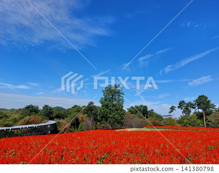 秋高氣爽,鳥取花廊空無一人,山坡上鼠尾草盛開。 秋高氣爽,鳥取花廊空無一人,山坡上鼠尾草盛開。 141380798