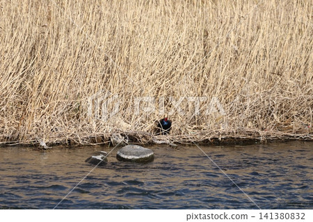 A pheasant emerged from the bushes under its legs. A pheasant emerged from the bushes under its legs. 141380832