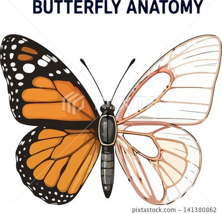 Vsai butterfly anatomy showing external and internal wing structure Vsai butterfly anatomy showing external and internal wing structure 141380862