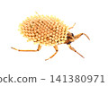 A male water bug (facing right) carrying eggs on its back. 141380971