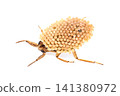 A male water bug (facing left) carrying eggs on its back. 141380972