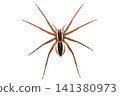 A view of a slender-legged spider from above. 141380973