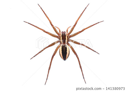 A view of a slender-legged spider from above. A view of a slender-legged spider from above. 141380973
