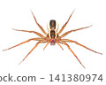 A striped dwarf spider viewed from the front. 141380974