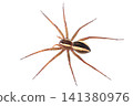 A striped-legged running spider (facing left) 141380976