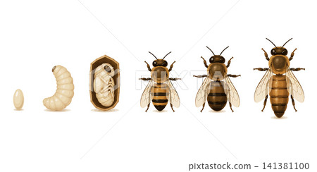 Vsai honey bee life cycle stages development metamorphosis biology Vsai honey bee life cycle stages development metamorphosis biology 141381100