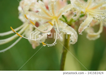 White and pink spider lilies, wet with raindrops. White and pink spider lilies, wet with raindrops. 141381424