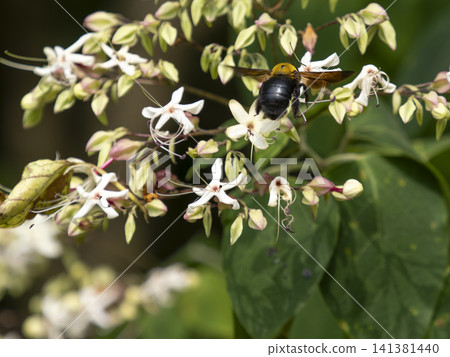 Clerodendrum flowers and bumblebees blooming in the mountains Clerodendrum flowers and bumblebees blooming in the mountains 141381440