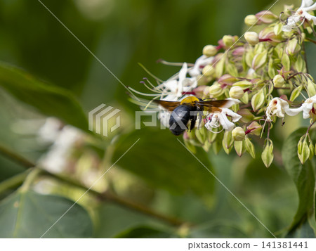 Clerodendrum flowers and bumblebees blooming in the mountains Clerodendrum flowers and bumblebees blooming in the mountains 141381441