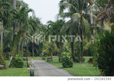 泰國普吉島公園裡的樹木 泰國普吉島公園裡的樹木 141381593