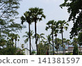泰國普吉島公園裡的樹木 141381597