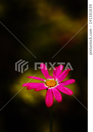 A single dwarf cosmos flower is in bloom. A single dwarf cosmos flower is in bloom. 141381639