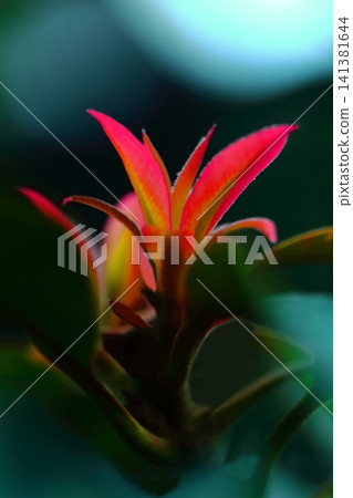 紅馬奇盧斯·圖恩伯格 141381644