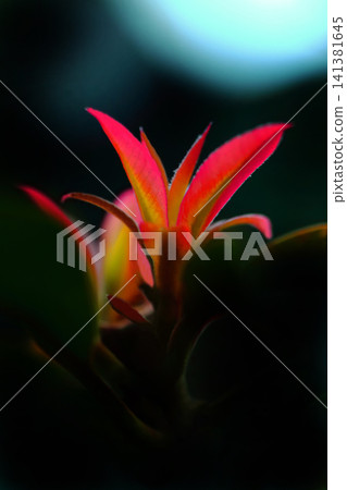 紅花馬奇盧斯·圖恩伯格花 紅花馬奇盧斯·圖恩伯格花 141381645