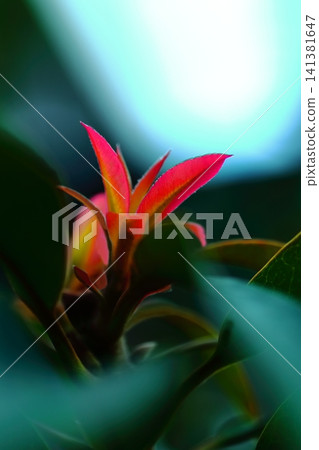 紫葉木(Machilus thunbergii)的葉子是紅色的 紫葉木(Machilus thunbergii)的葉子是紅色的 141381647