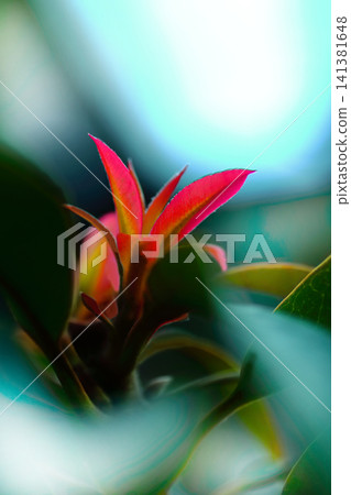 桑樹的紅色嫩葉 桑樹的紅色嫩葉 141381648