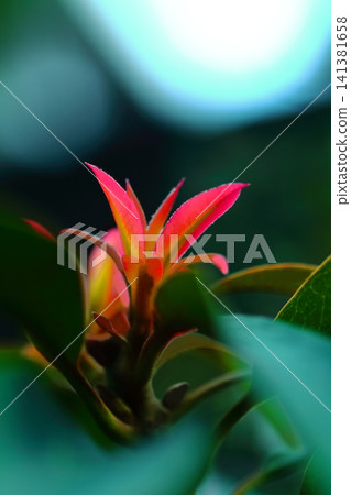 Red Machilus thunbergii flowers Red Machilus thunbergii flowers 141381658