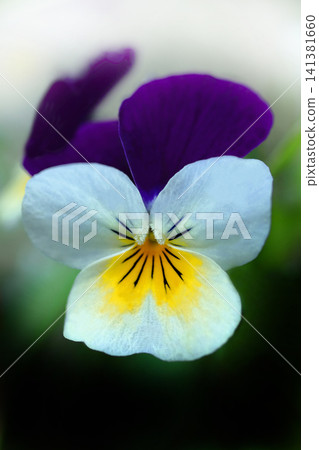 White pansy White pansy 141381660