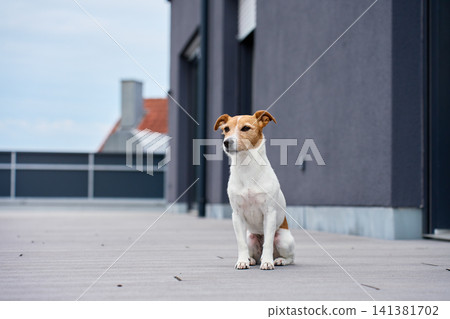 Jack Russell terrier dog sits on terrace outside modern apartment building 141381702