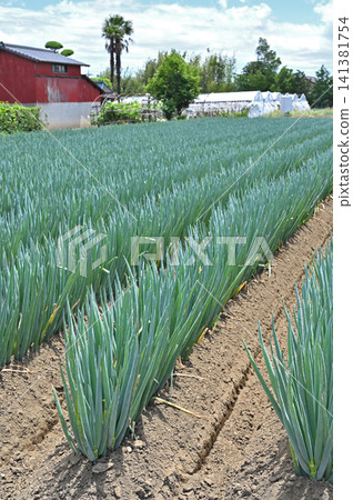 A walk around Iwatsuki: Onion fields, rural scenery A walk around Iwatsuki: Onion fields, rural scenery 141381754