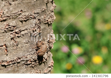 Nogikawa Park: Cicada exoskeletons left on a tree Nogikawa Park: Cicada exoskeletons left on a tree 141381796