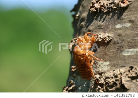 Nogikawa Park: Cicada exoskeletons left on a tree Nogikawa Park: Cicada exoskeletons left on a tree 141381798